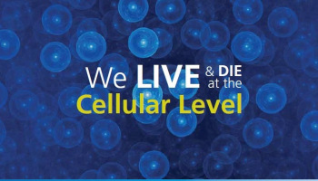 quote: We Live and Die at the Cellular Level