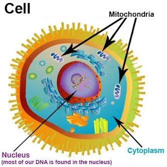 graphic of a cell: Nucleus, Cytoplasm, Mitochondria