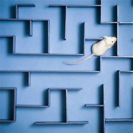 Image: white mouse in blue maze