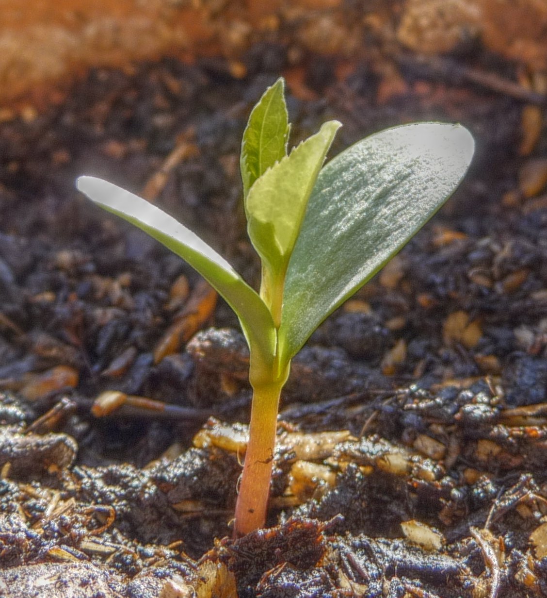 Apple Seedling