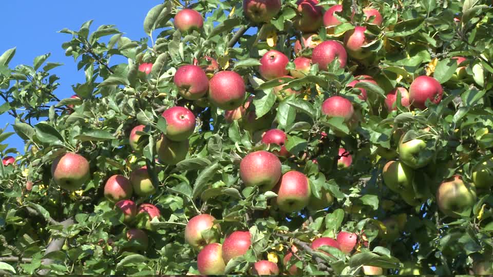 Apples Ripening on Tree in Sunshine