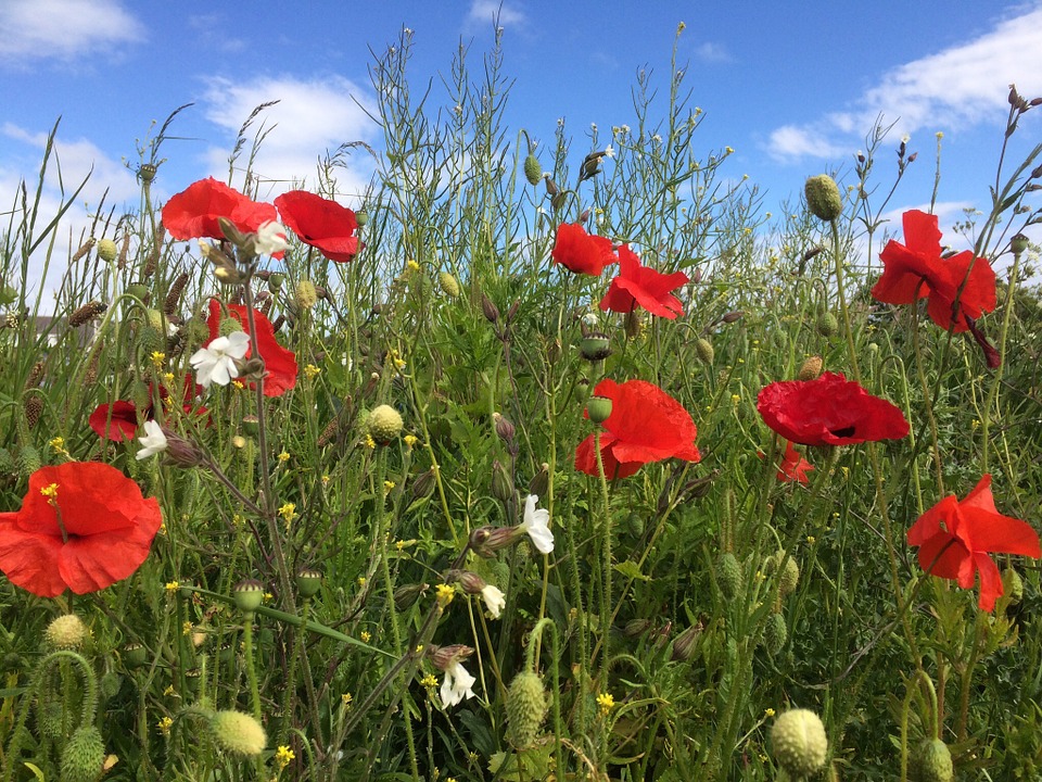 Red Poppies in Field