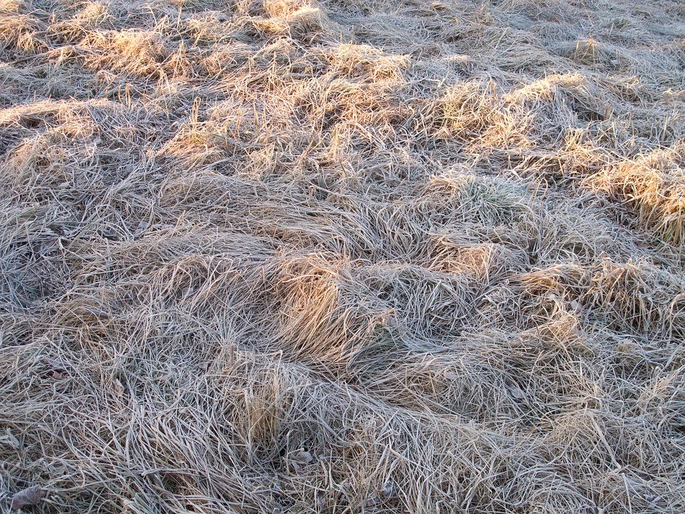 Frozen Winter Grass Land